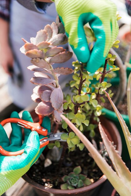 Gardener's hand in gloves trimming the plant with secateurs