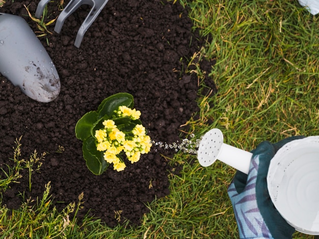 Gardener watering the succulent plant in the soil