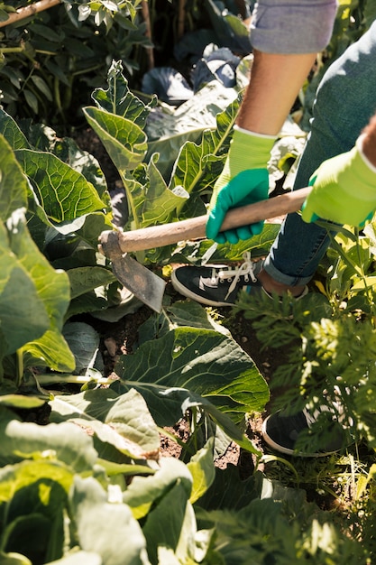 A gardener working in the vegetable garden with hoe