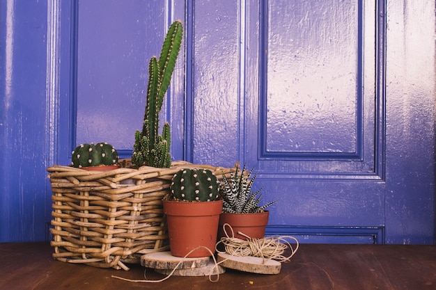 Free photo gardening composition with cactus