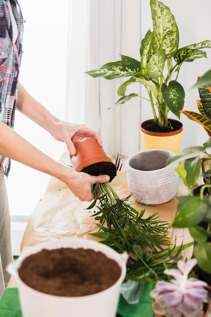 Free Photo gardening concept with female hands