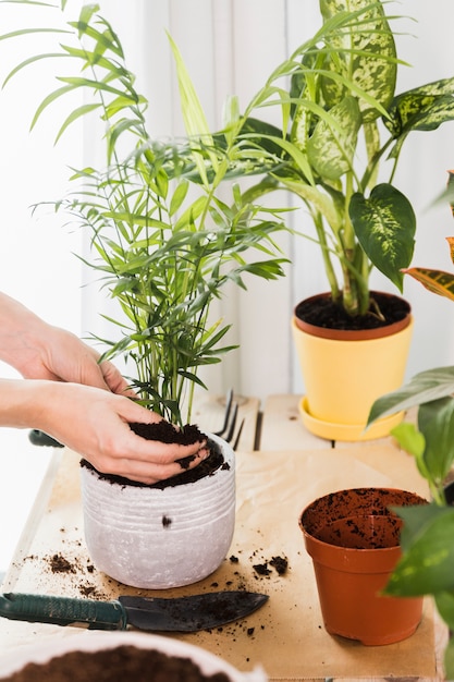 Gardening concept with female hands