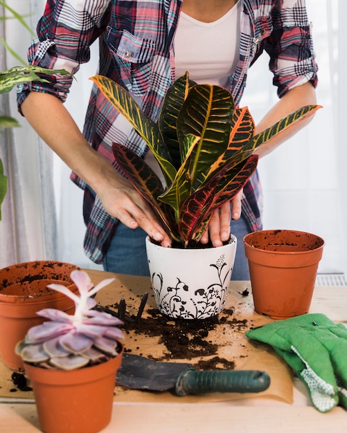 Free photo gardening concept with female hands