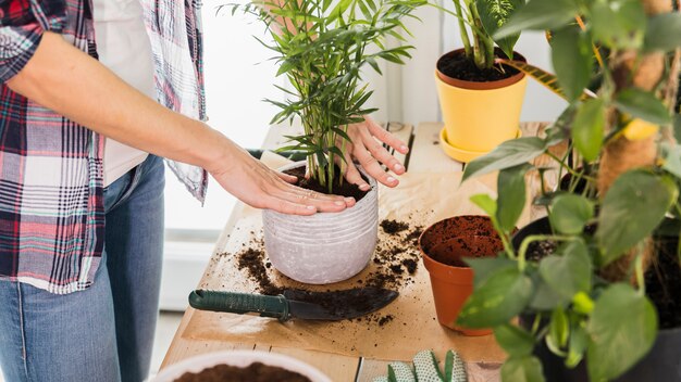 Gardening concept with female hands