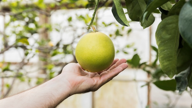 Free photo gardening concept with female hands