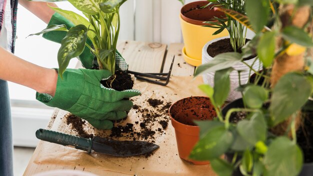 Gardening concept with female hands