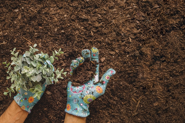 Free photo gardening concept with hands holding plant