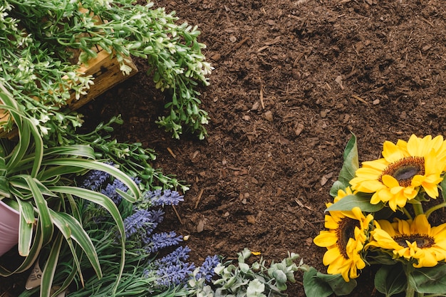 Free photo gardening concept with vegetation and sunflowers