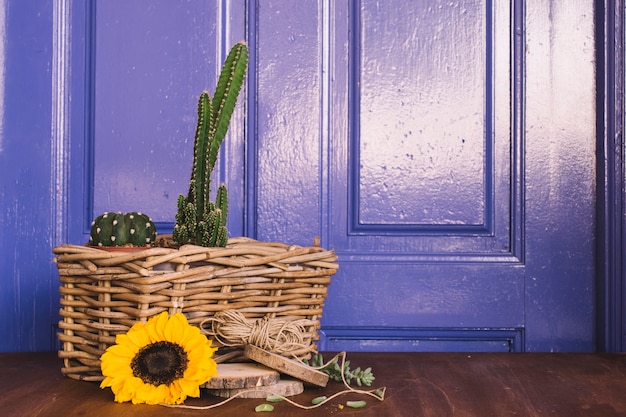 Gardening decoration with sunflower in front of cactus