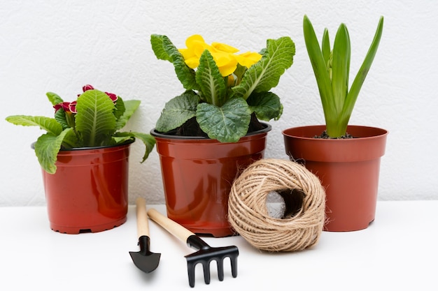 Gardening tools beside plant