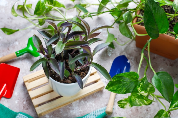 Gardening tools on light table with house plant and gloves