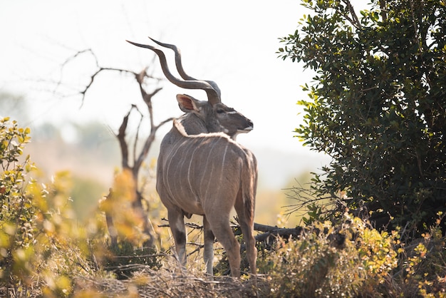 Free photo gazelle standing near trees