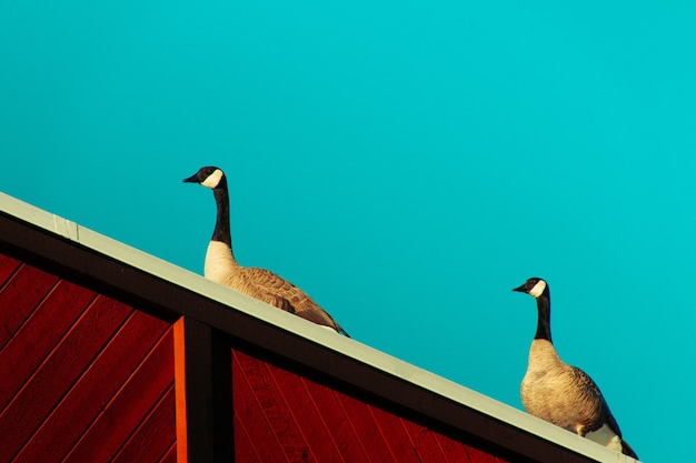 Free Photo geese standing on top of a wooden surface with a clear blue background