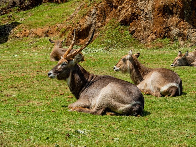 Gemsbok antelopes resting in a field