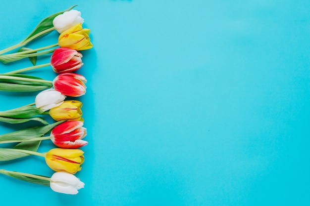 Gentle tulips on blue backdrop