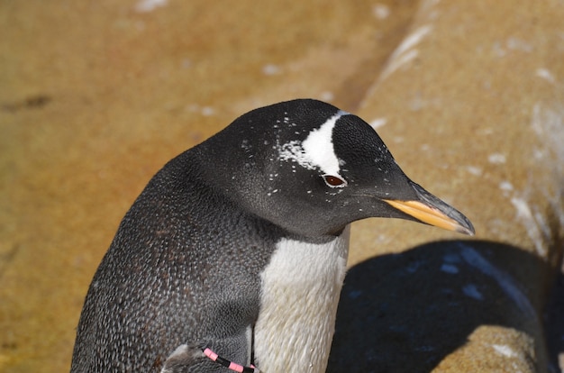 Free photo gentoo penguin standing on a rock pile.