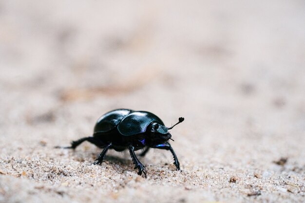 Geotrupes Stercorarius walking on a sandy meadow