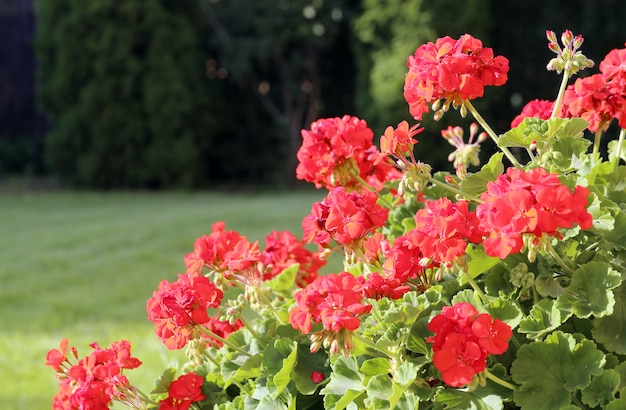 Free photo geranium bushes