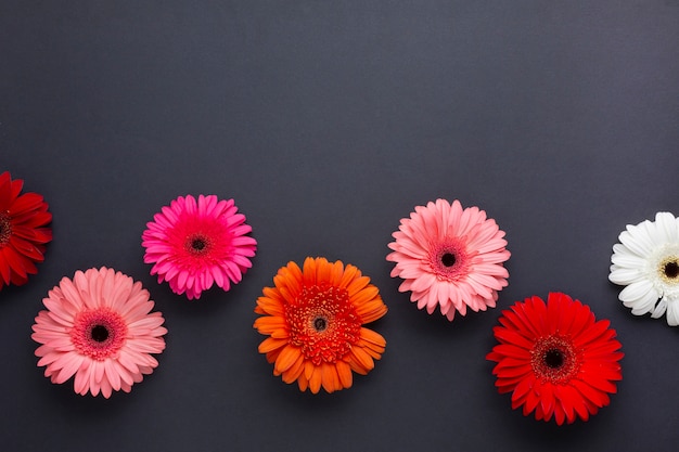 Free Photo gerbera daisy flowers on black copy space background