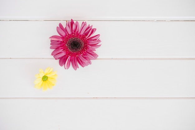 Gerbera and daisy on white