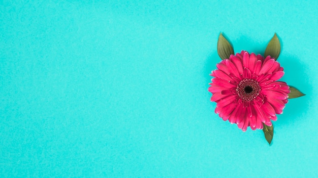 Gerbera flower on blue table