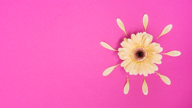 Free Photo gerbera flower with petals on table