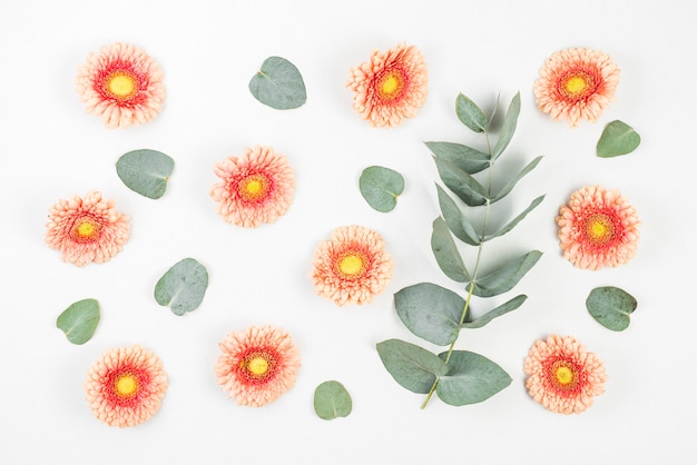 Gerbera flowers and green leaves on white background