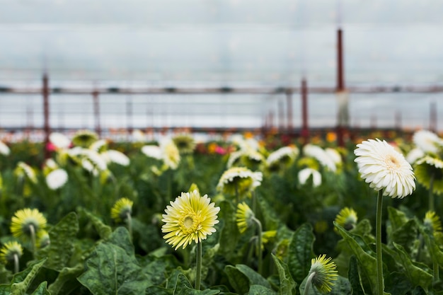 Free photo gerbera flowers inside greenhouse