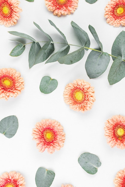 Gerbera flowers with green leaves on white background