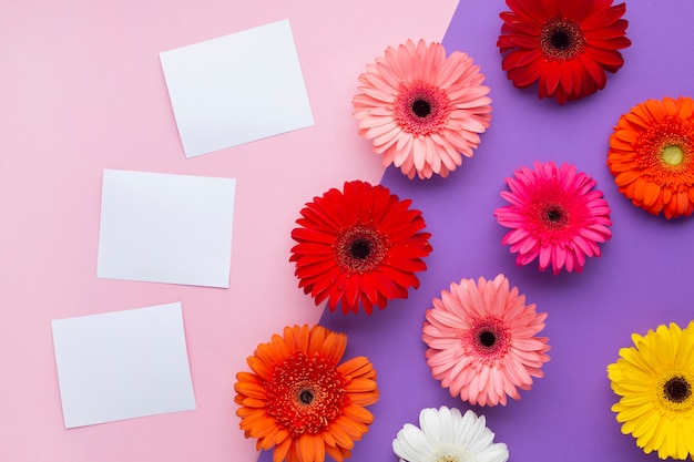 Free Photo gerbera flowers with white copy space cards