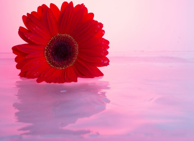 gerbera flowers