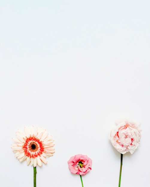 Free Photo gerbera, rose and peony flower on white background