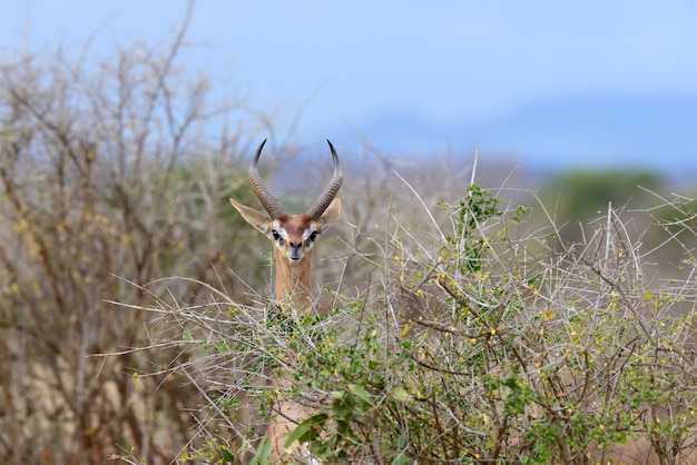 Gerenuk in National park of Kenya, Africa