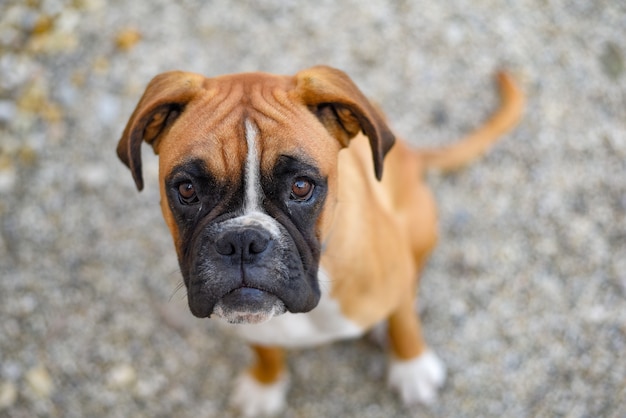 Free Photo german boxer puppy lying on the ground