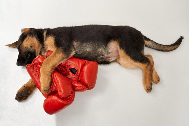 German shepherd doggy sleeping with red boxing gloves on white backgound