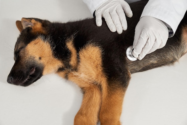 German shepherd lying vet using phonendoscope