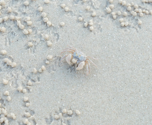 Ghost crab