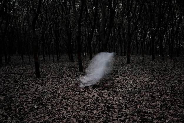 Free photo a ghost in a dark forest