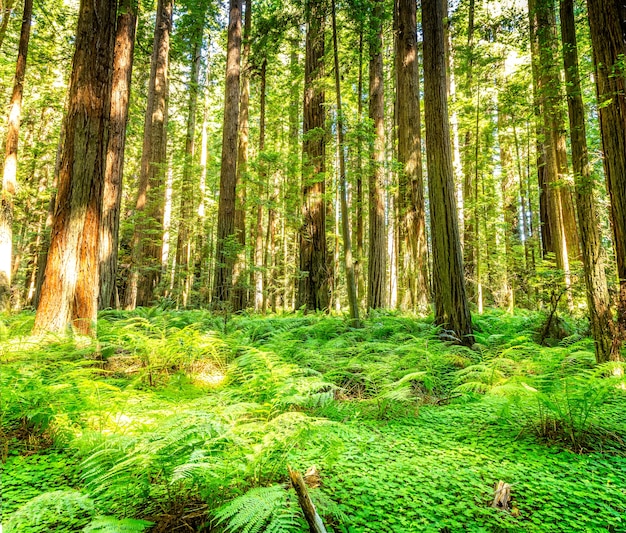 Giant Redwood trees in the Redwood National and State Parks, Avenue of the giants, California