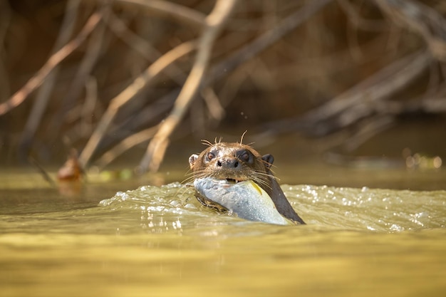 Free photo giant river otter feeding in the nature habitat wild brasil brasilian wildlife rich pantanal watter animal very inteligent creature fishing fish