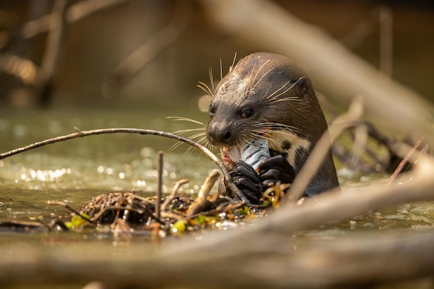 Giant river otter feeding in the nature habitat Wild brasil Brasilian wildlife Rich Pantanal Watter animal Very inteligent creature Fishing fish