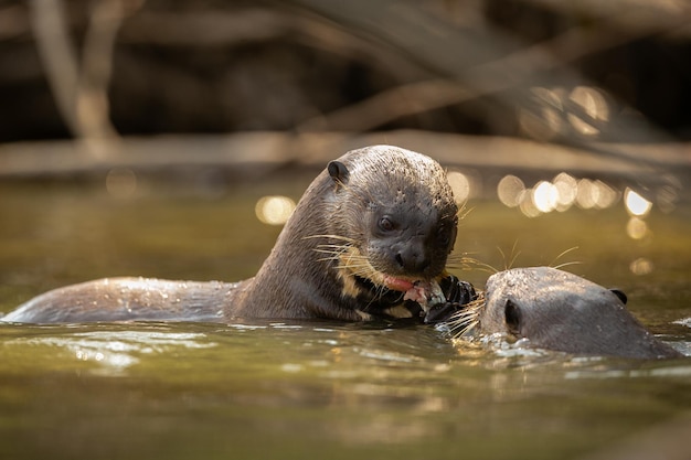 Giant river otter feeding in the nature habitat Wild brasil Brasilian wildlife Rich Pantanal Watter animal Very inteligent creature Fishing fish