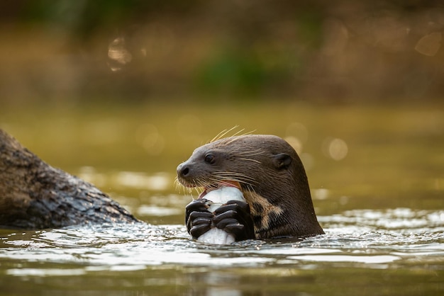 Giant river otter feeding in the nature habitat Wild brasil Brasilian wildlife Rich Pantanal Watter animal Very inteligent creature Fishing fish