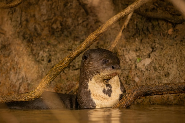 Free Photo giant river otter feeding in the nature habitat wild brasil brasilian wildlife rich pantanal watter animal very inteligent creature fishing fish