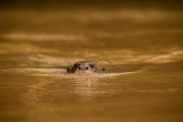 Free photo giant river otter feeding in the nature habitat wild brasil brasilian wildlife rich pantanal watter animal very inteligent creature fishing fish