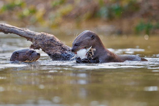 Free photo giant river otter in the nature habitat