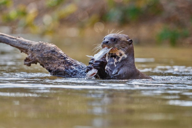 Giant river otter in the nature habitat