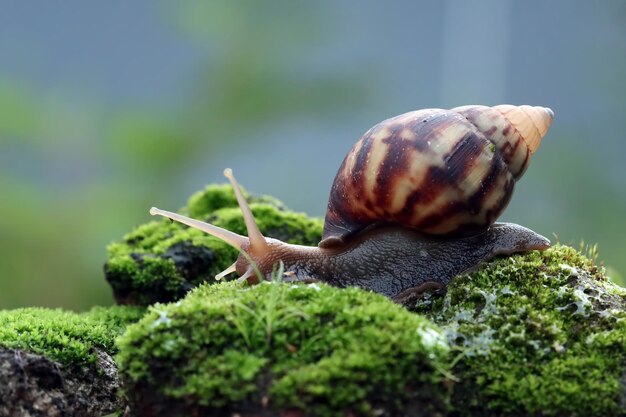 Giant snail side view on mos Achatina fulica closeup snail