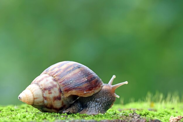 Giant snail side view on moss