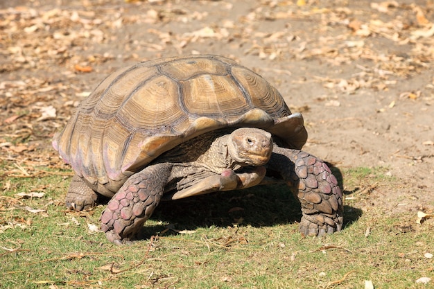 Giant tortoise walking on the earth